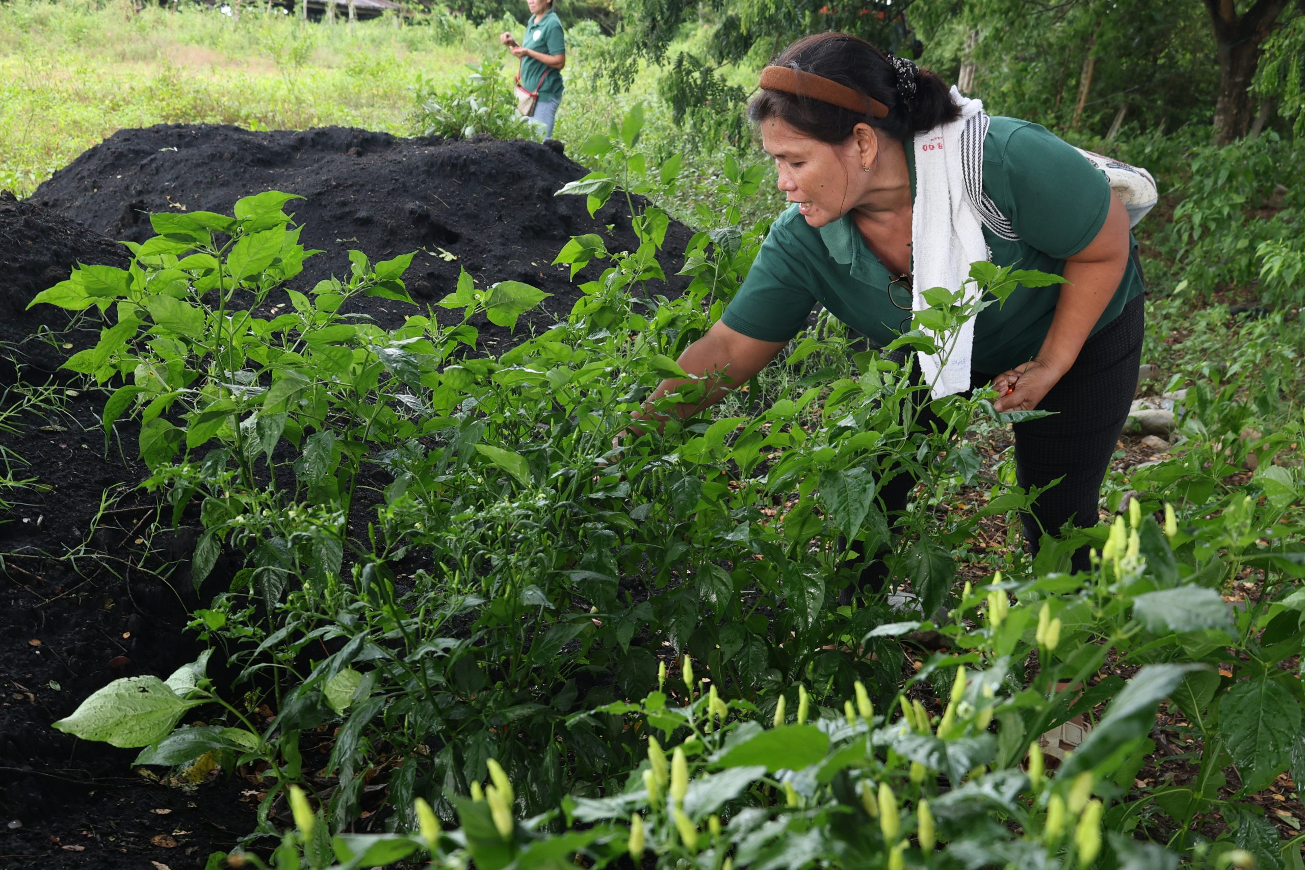 AGRI Party-list Urges Senate to Prioritize Crop Insurance Expansion